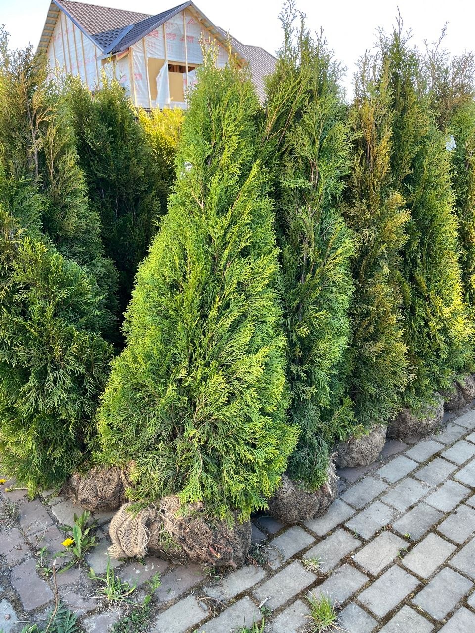Туи рядом с домом